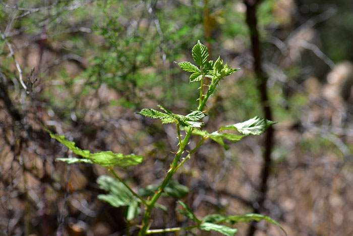 Whitebark Raspberry is a sub-shrub or vine that typically grows 6 or 7 feet high but can grow to 9 feet under ideal conditions. Rubus leucodermis